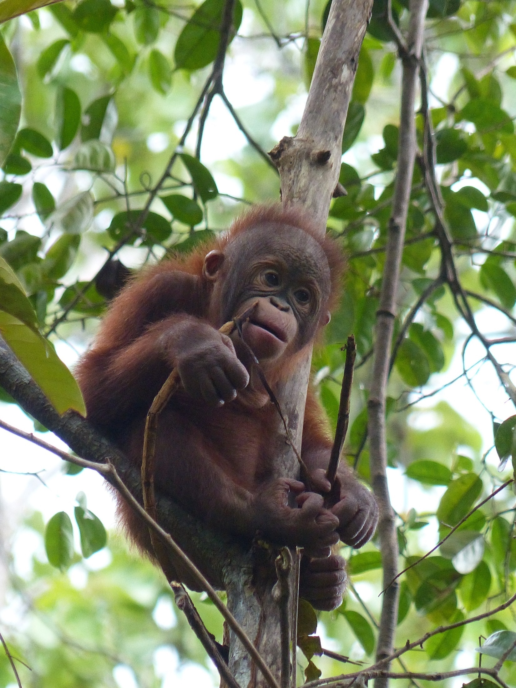 brown orangutan