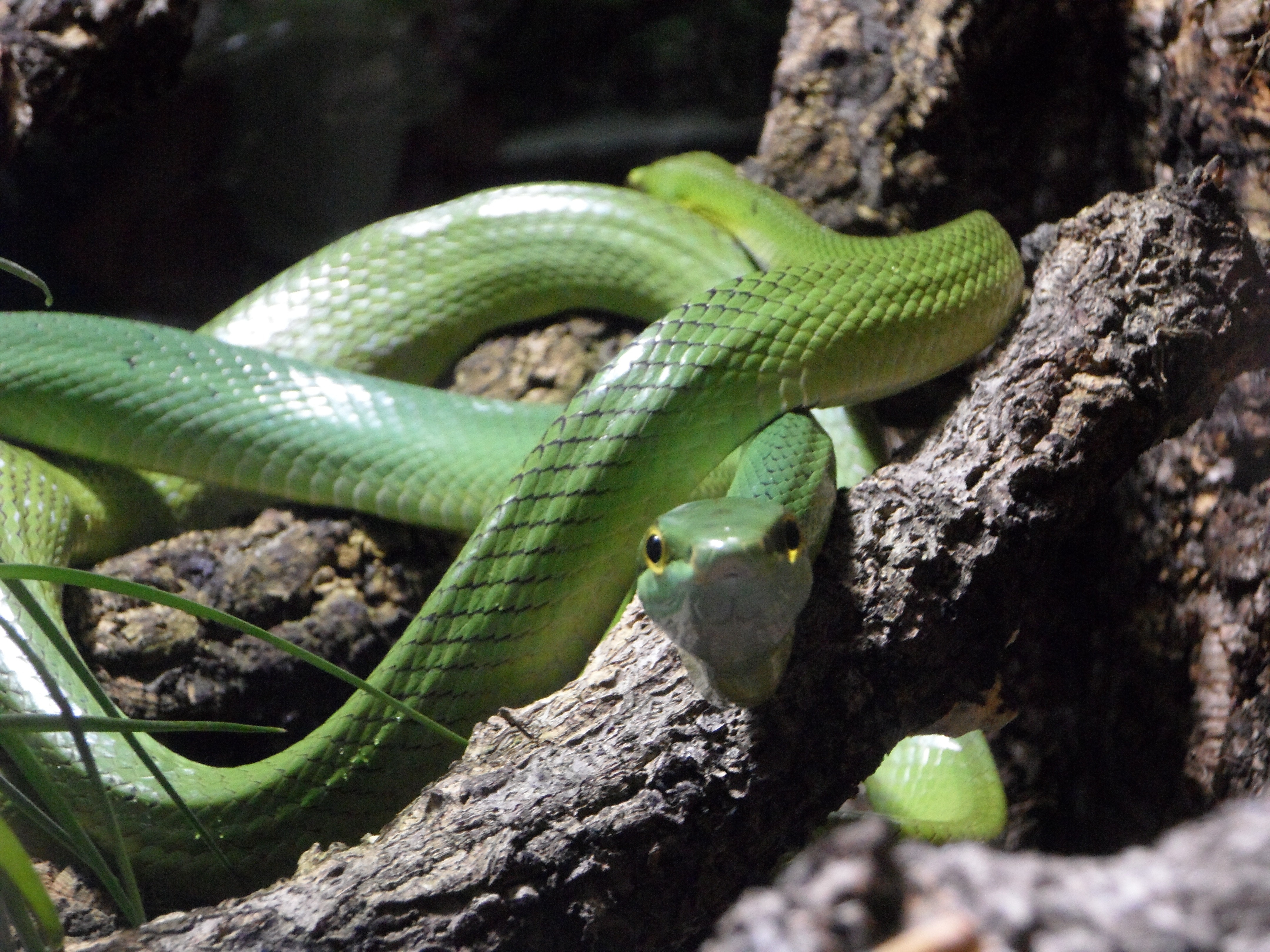 Змеи живут в тропическом лесу. Зеленый полоз. Двухполосая железистая змея зеленая. Зеленая бойга змея. Зелёная древесная гадюка.