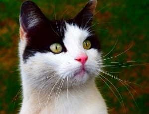 black and white medium fur cat thumbnail