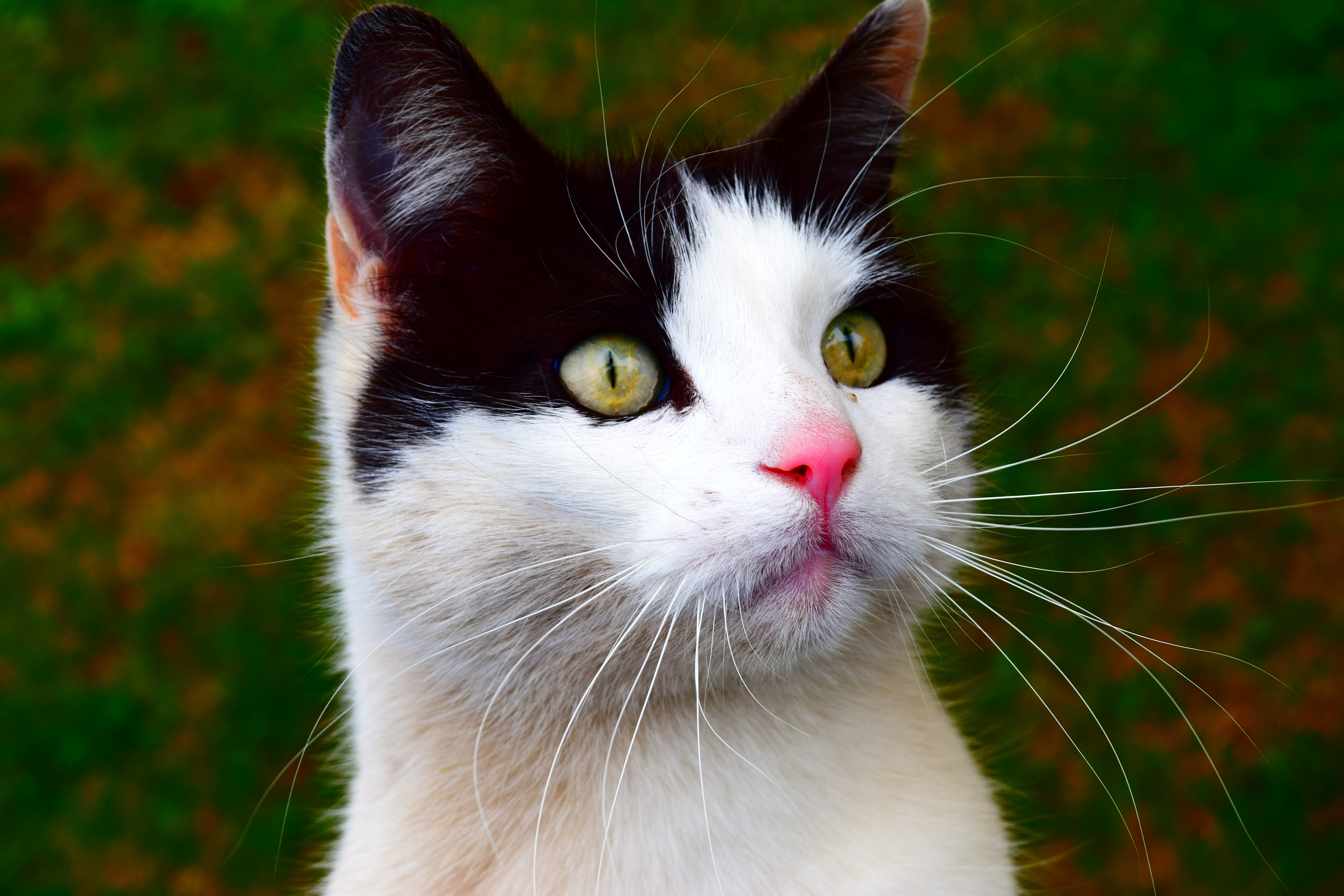 black and white medium fur cat