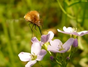 brown bee and white flowers thumbnail