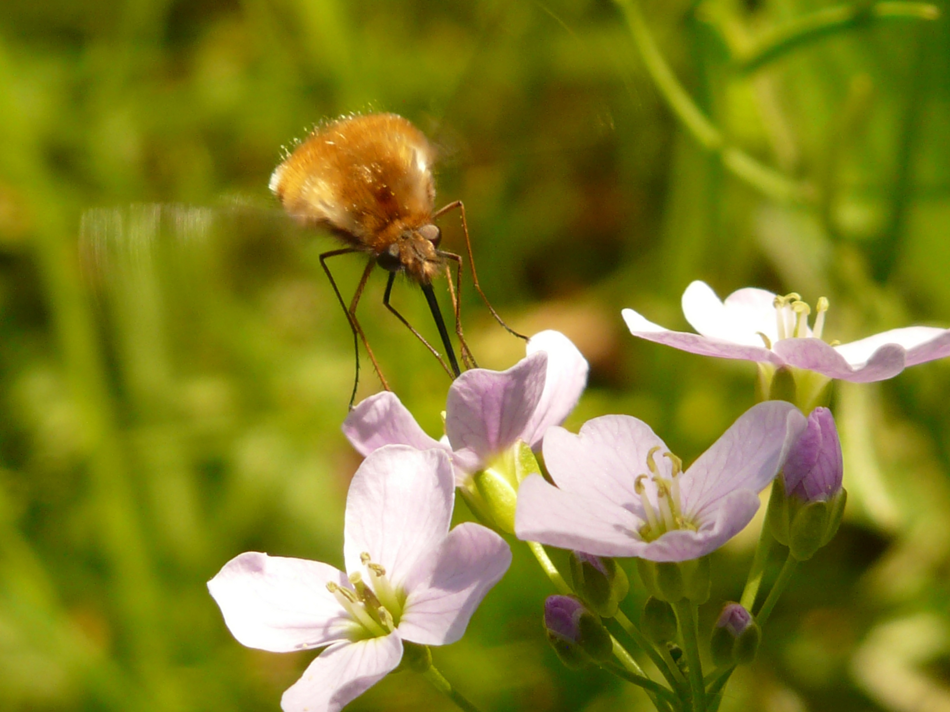 brown bee and white flowers