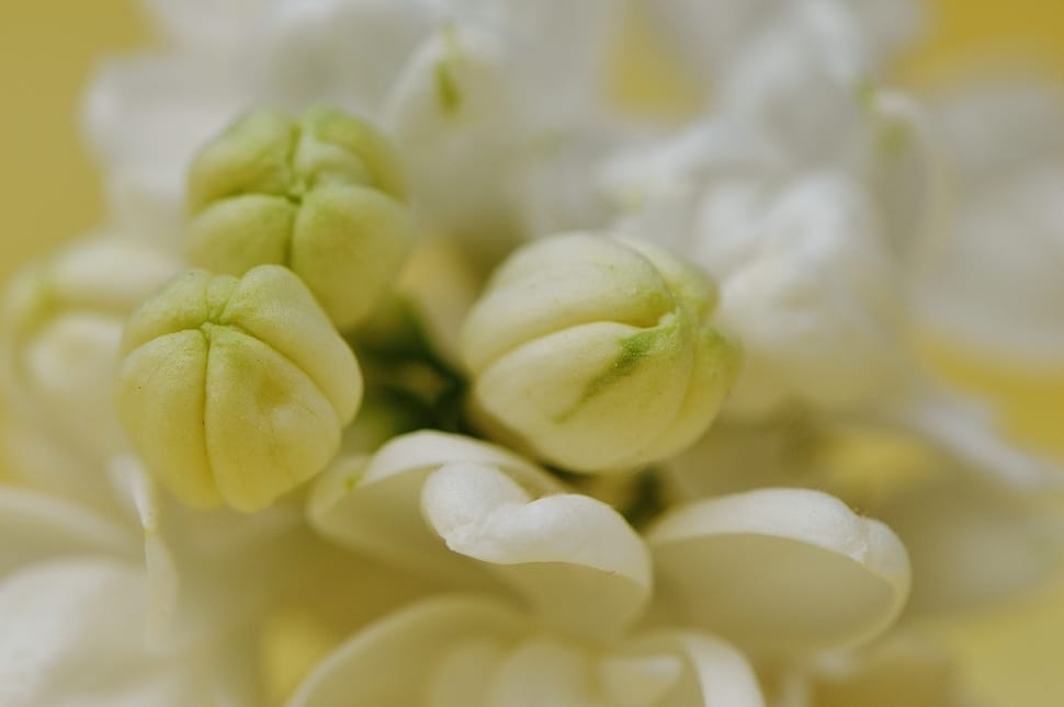 white and green petaled flower preview