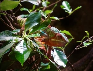 green and red chameleon thumbnail