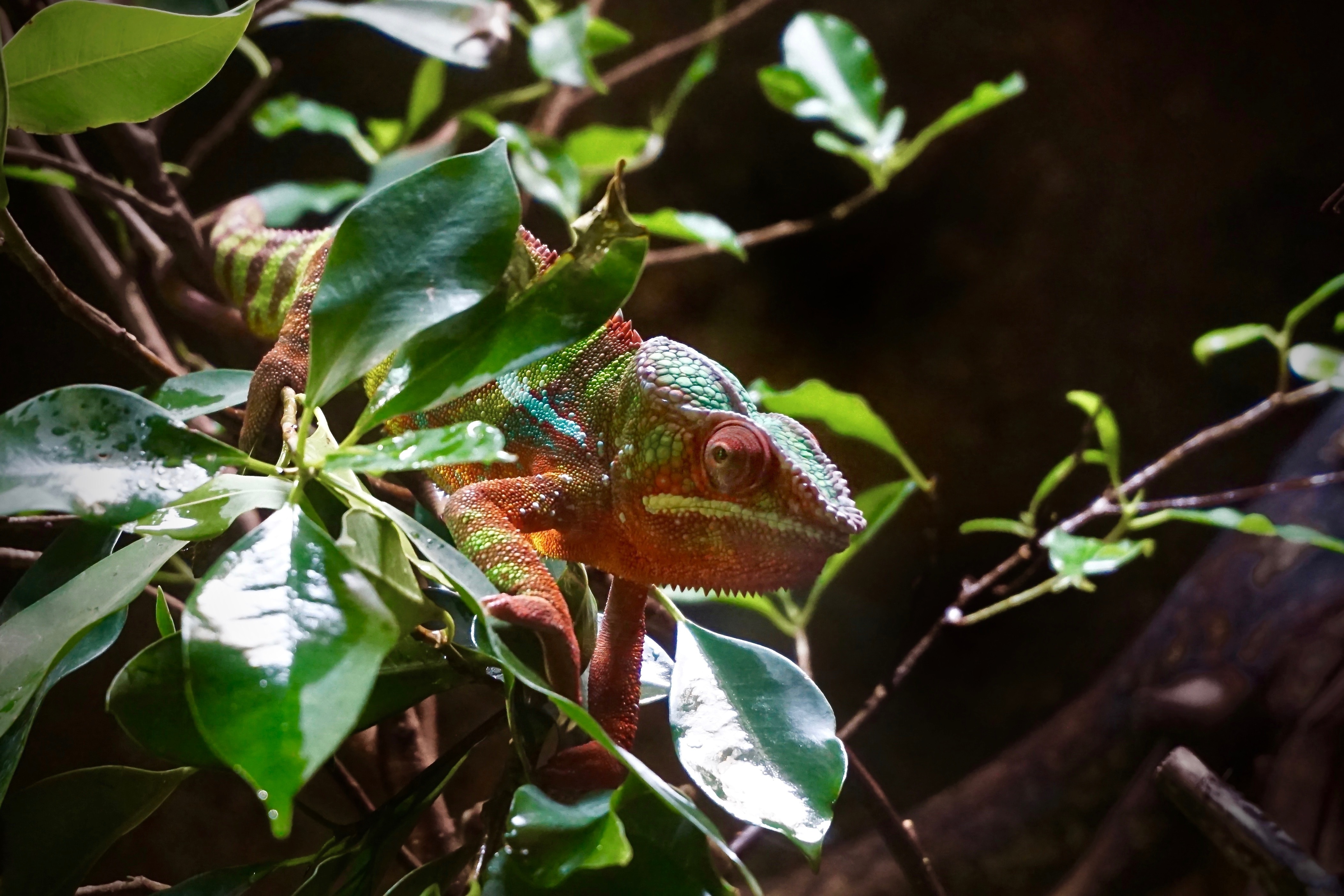 green and red chameleon