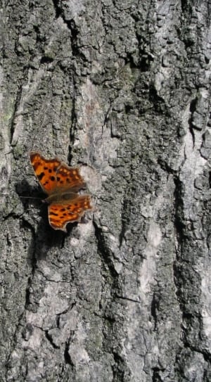 orange and brown butterfly thumbnail
