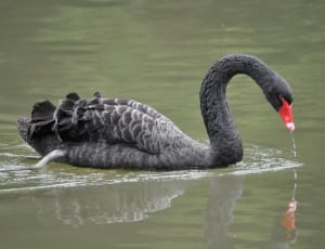 gray swan thumbnail