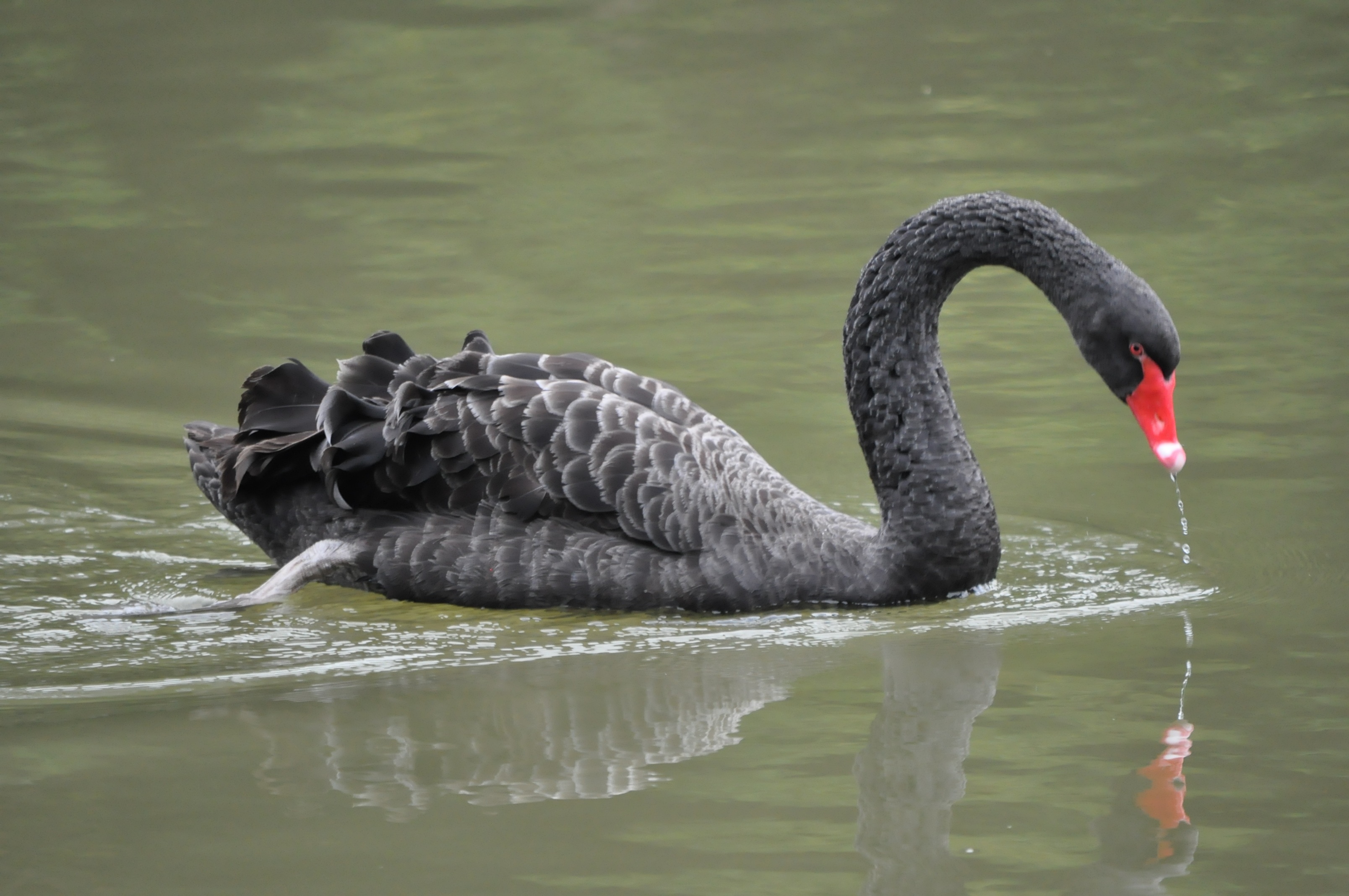gray swan
