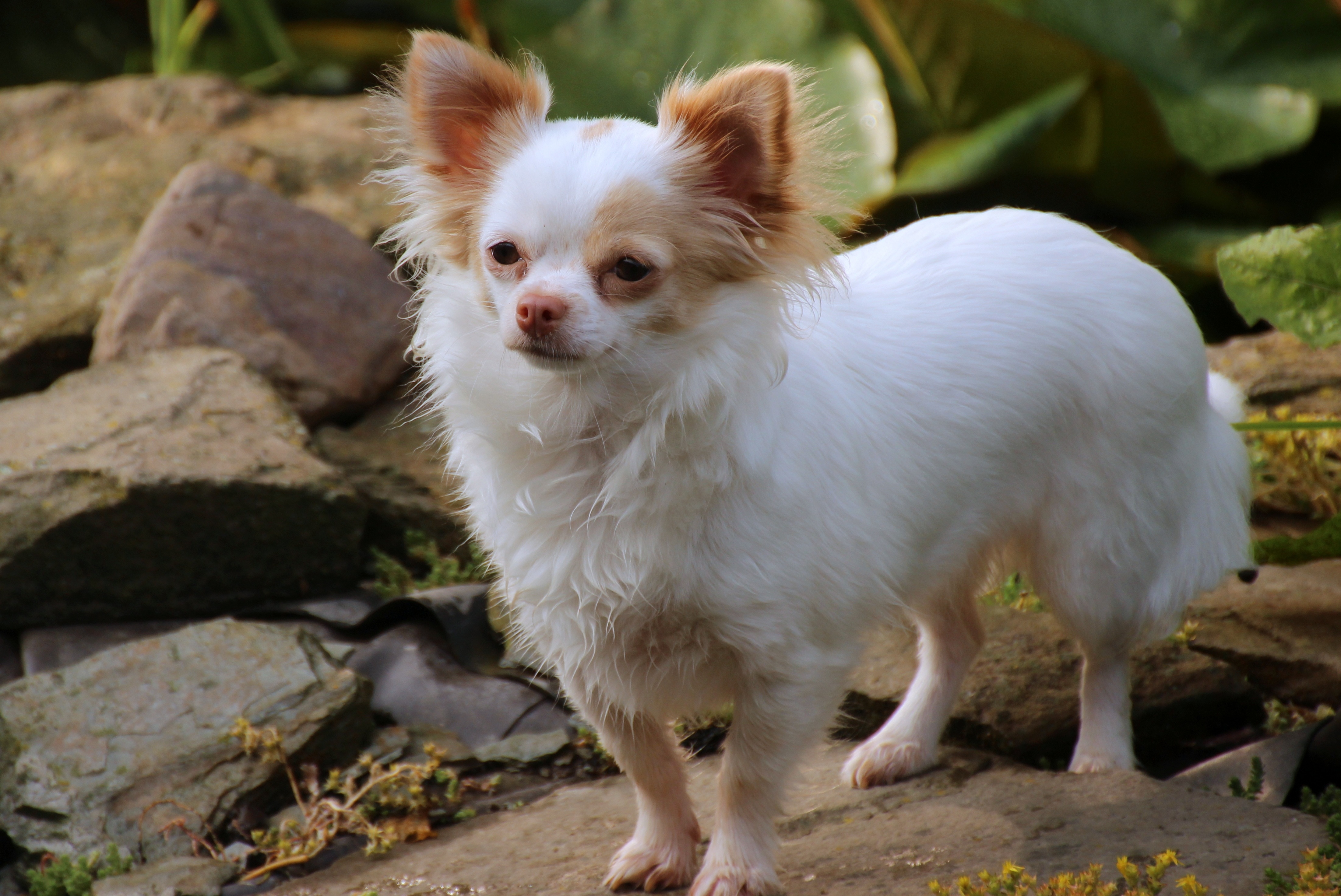 brown and white long haired chihuahua