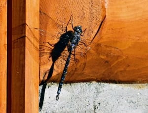 black dragonfly thumbnail