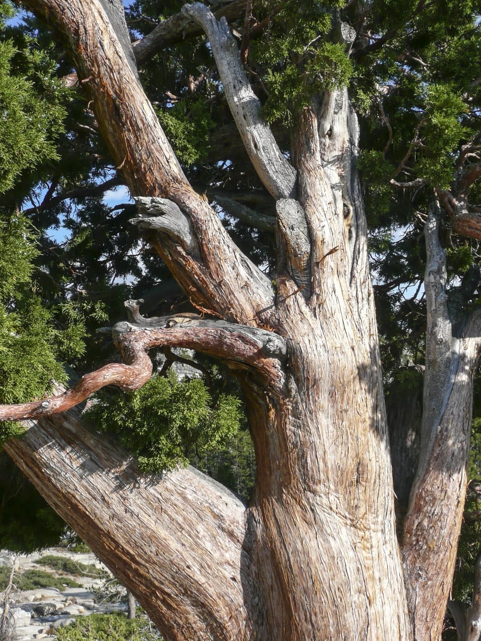 green leaf tree preview