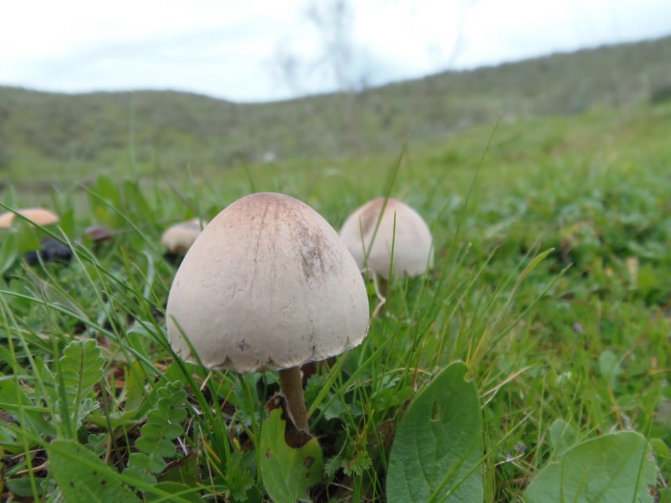 Fungus, Mushrooms, Forest, Nature, Macro, mushroom, growth preview
