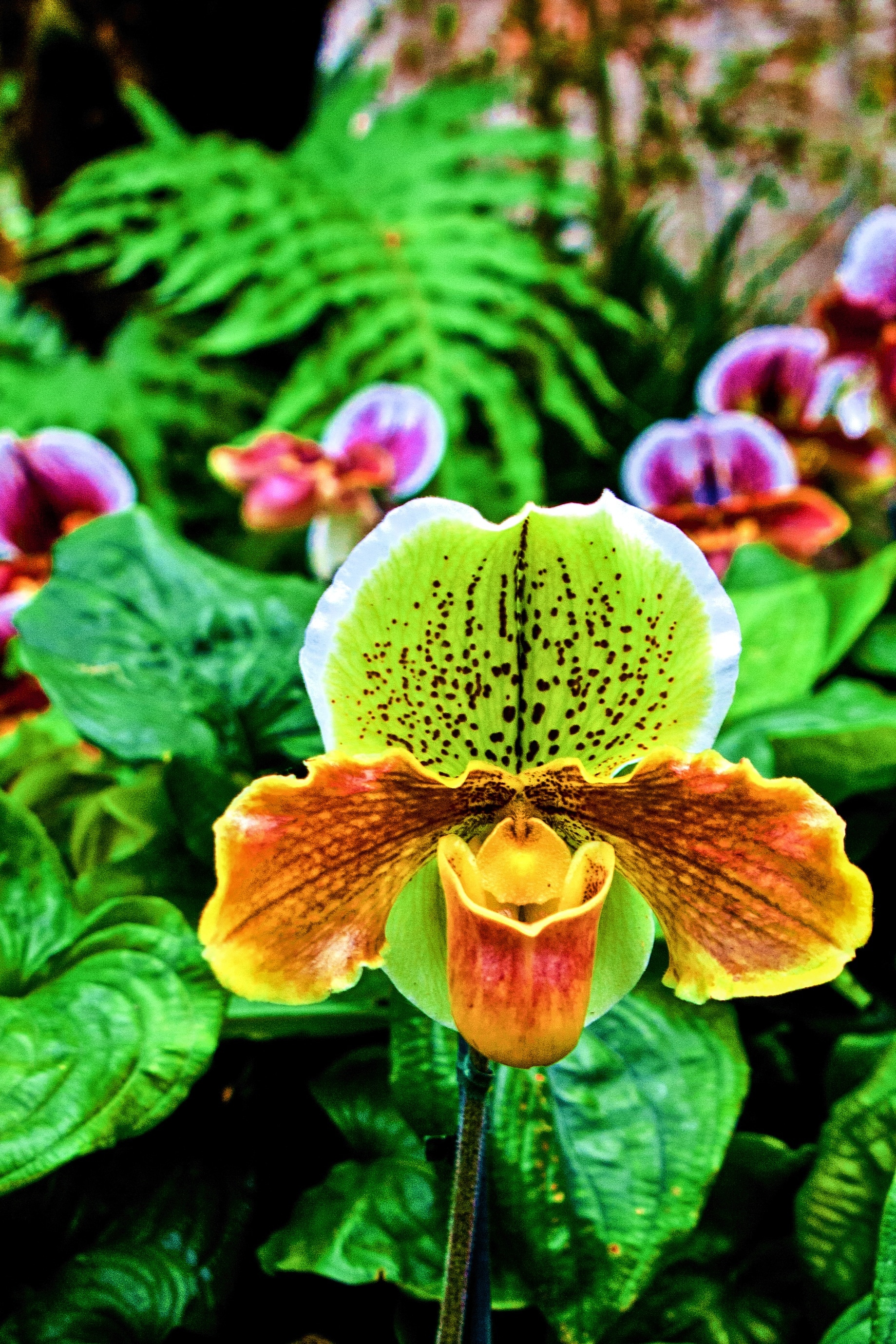 дикая орхидея цветок фото
