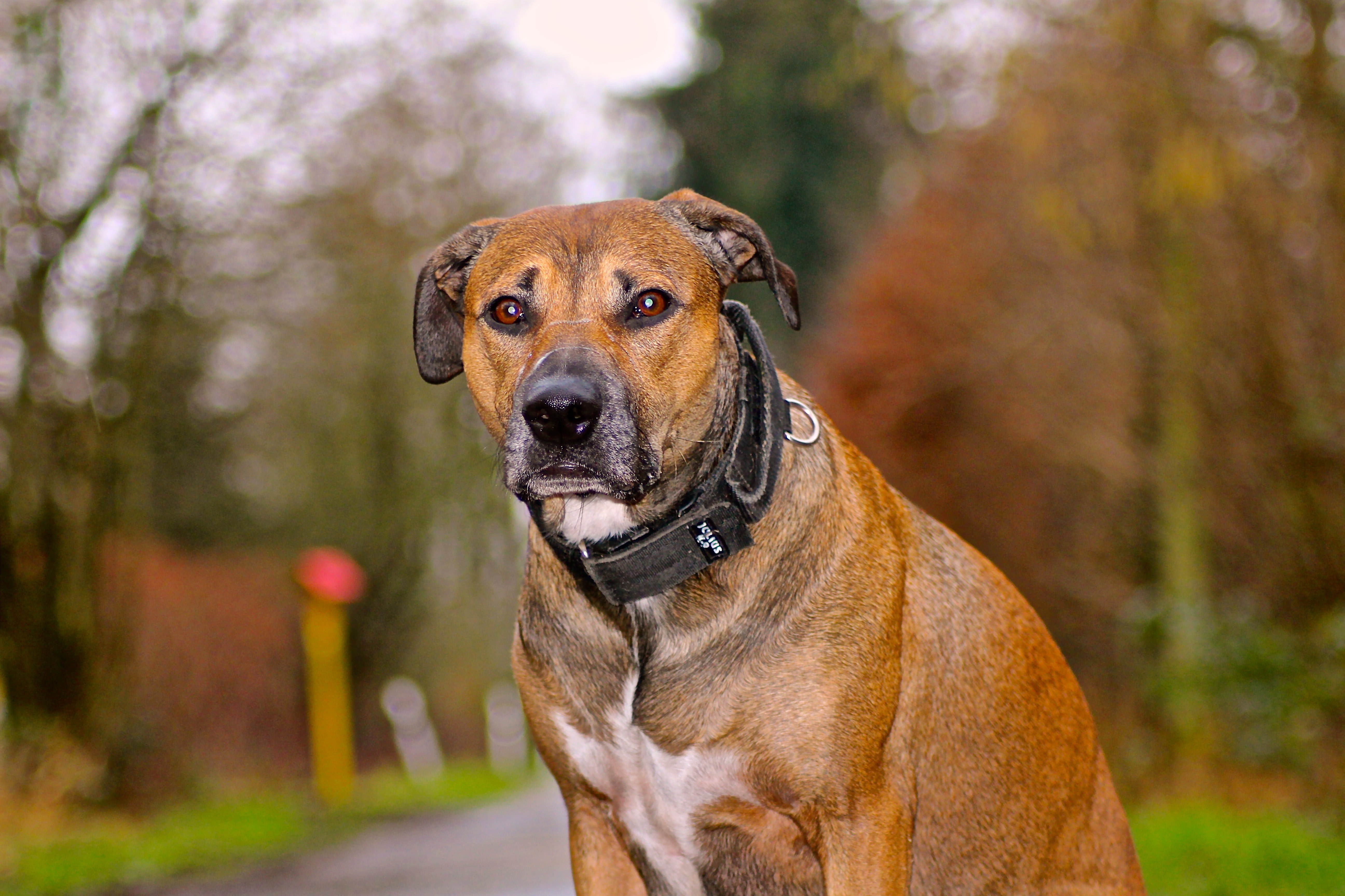 tilt shift lens photography of brown and white short coated medium size dog