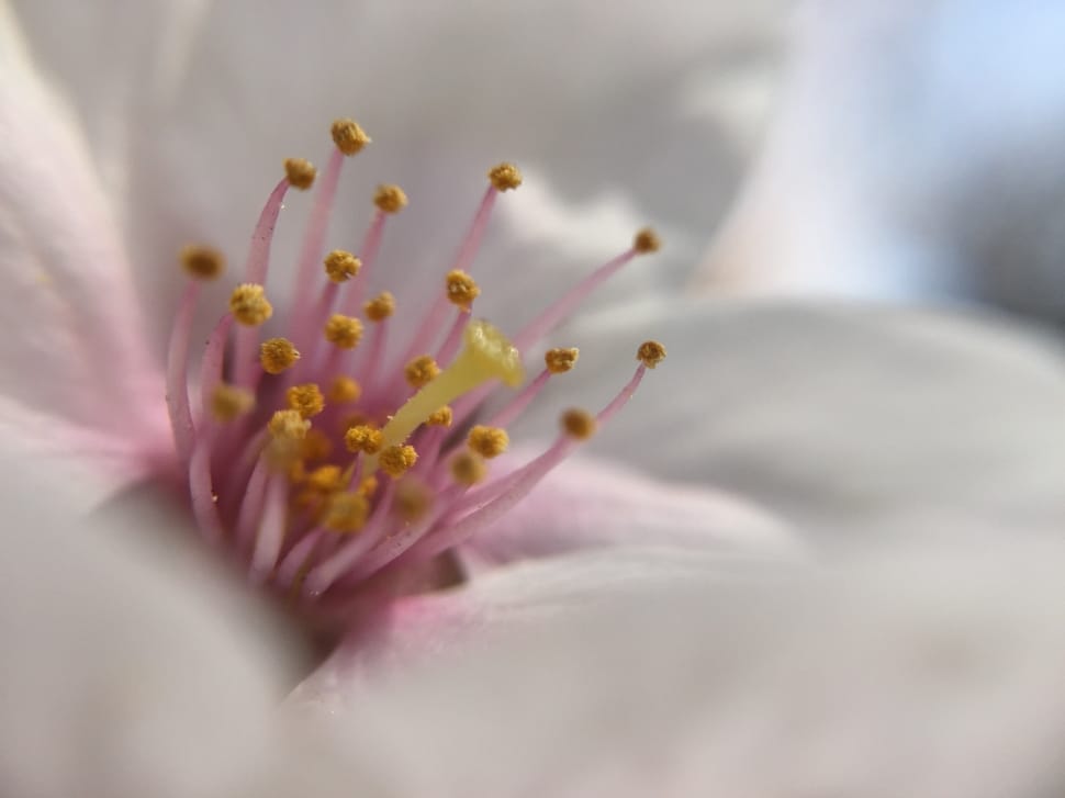 selective focus white petaled flower preview