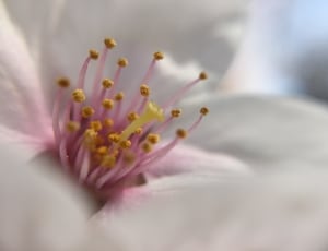 selective focus white petaled flower thumbnail