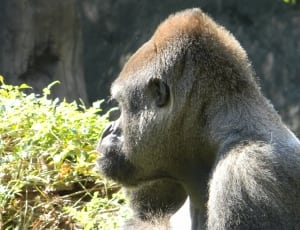 gray orangutan thumbnail