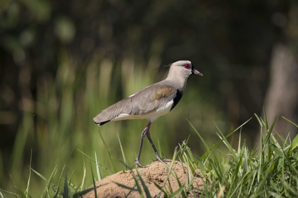 northern lapwing closeup photography preview