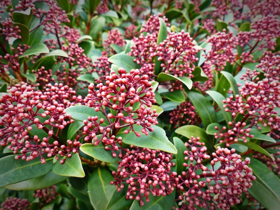 red and green petaled flower preview