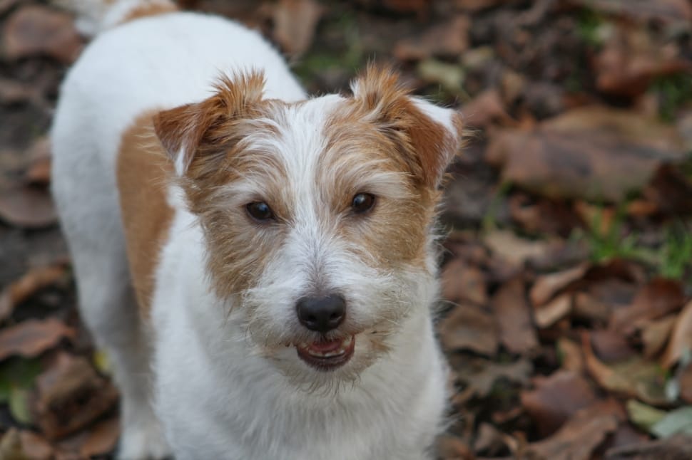 white and tan parson russell terrier preview