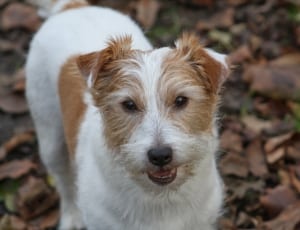 white and tan parson russell terrier thumbnail
