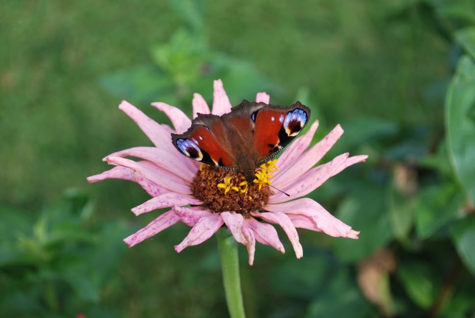 common buckeye butterfly preview