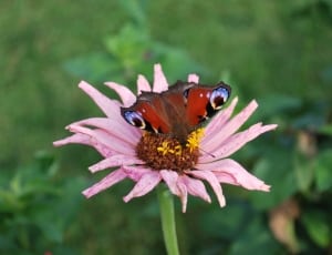 common buckeye butterfly thumbnail