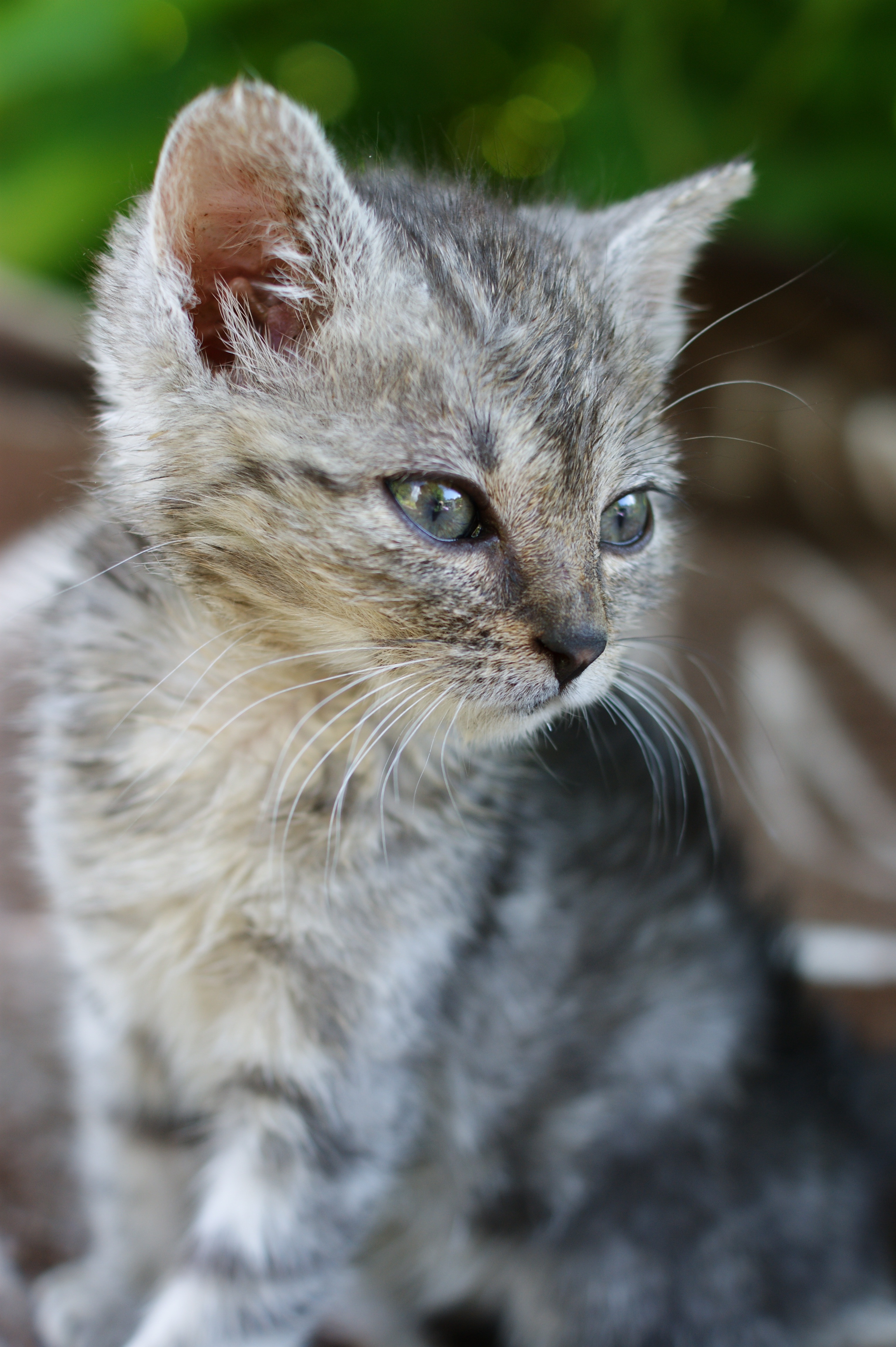 gray tabby kitten