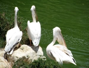 3 australian pelicans thumbnail