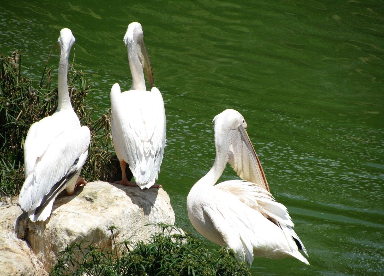 3 australian pelicans