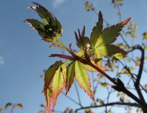 green and red leaves thumbnail