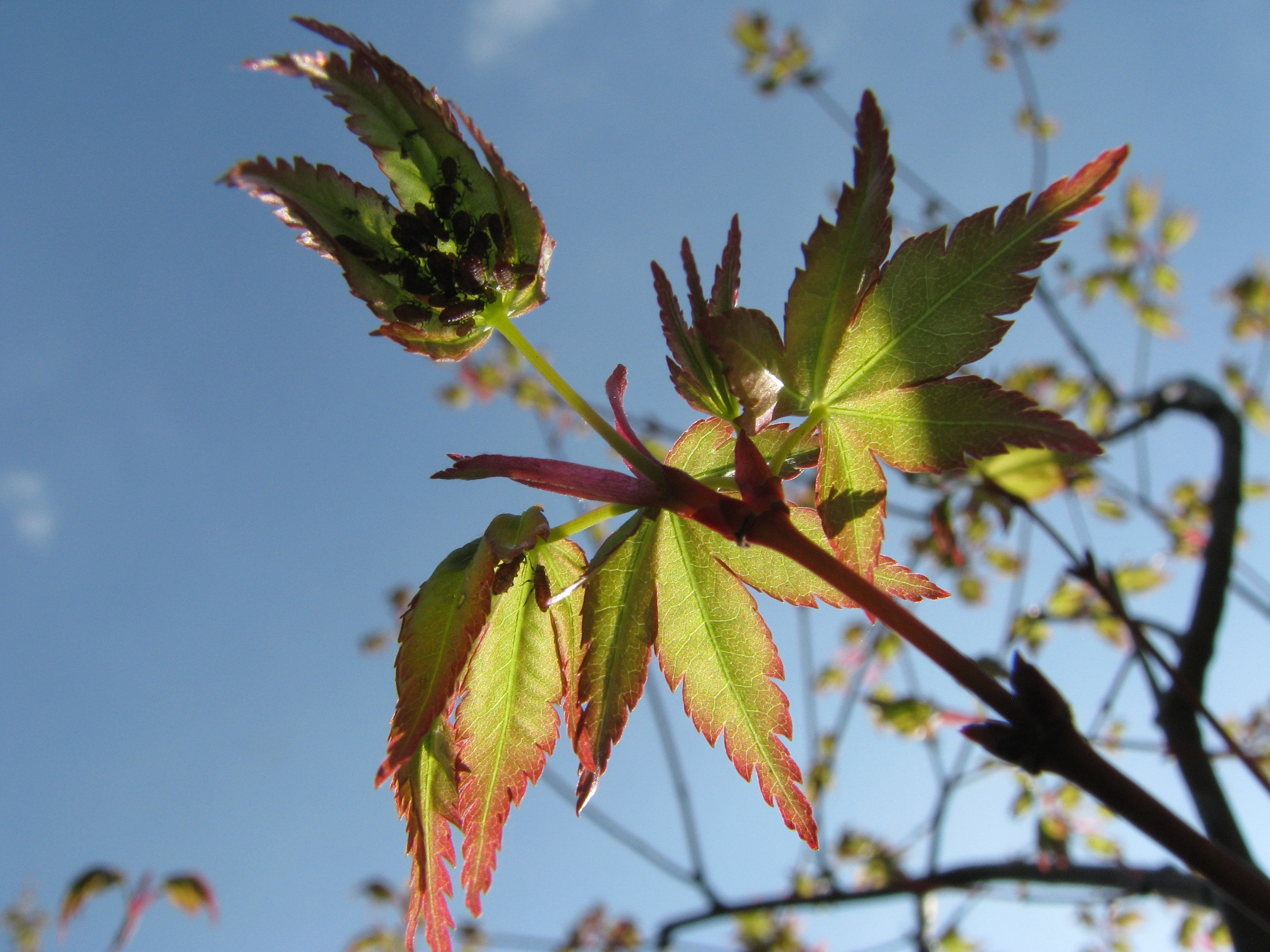 green and red leaves