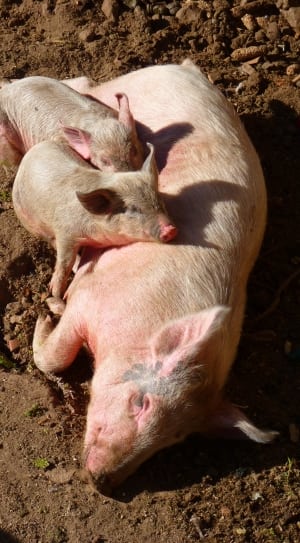 pink pig and 2 piglets thumbnail