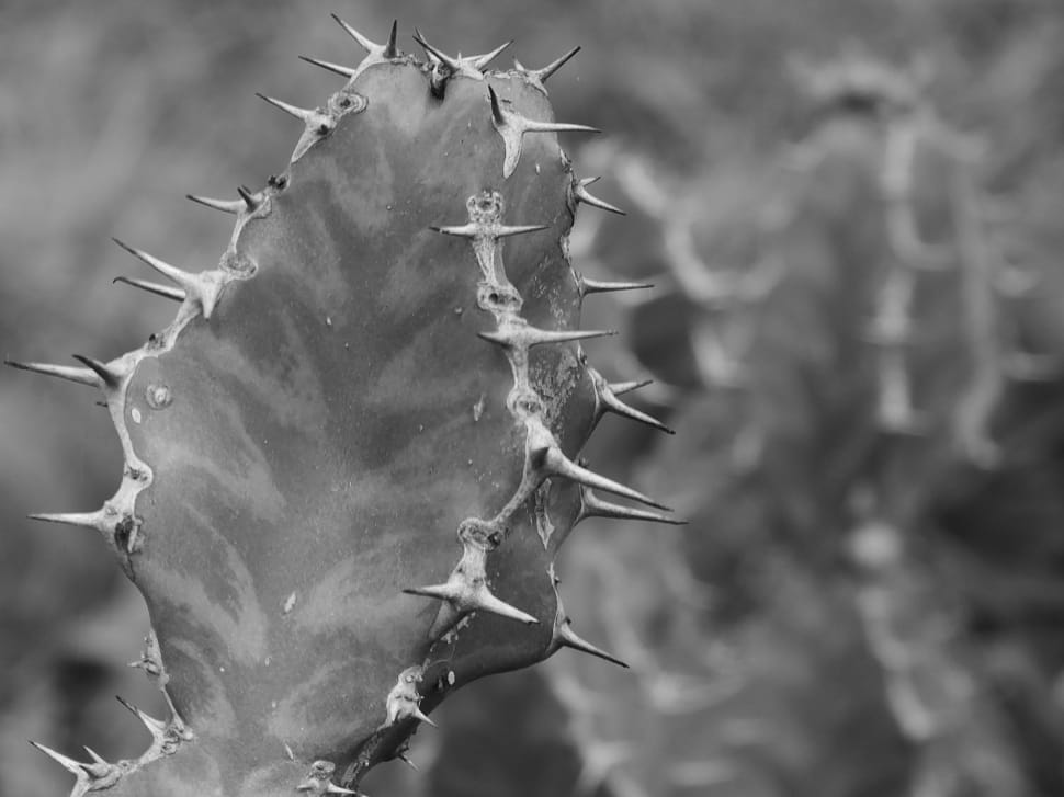 cactus plant preview