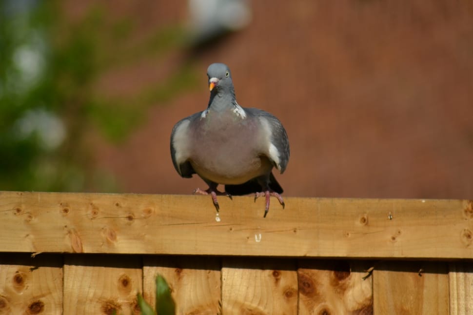 gray and black rock pigeon perched on wooden fence preview
