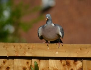gray and black rock pigeon perched on wooden fence thumbnail