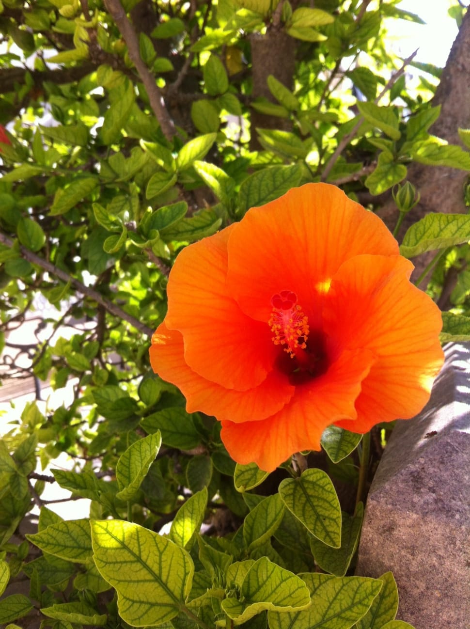 orange hibiscus preview