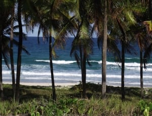green coconut tree near sea during daytime thumbnail