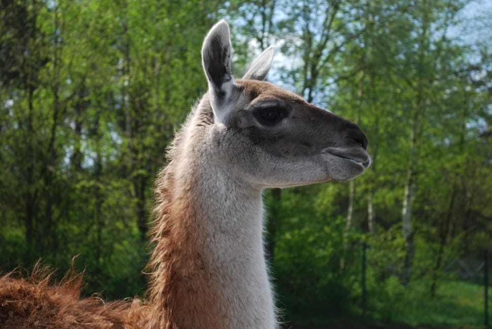 brown and beige llama preview