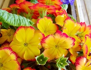 yellow and red petal flowers thumbnail