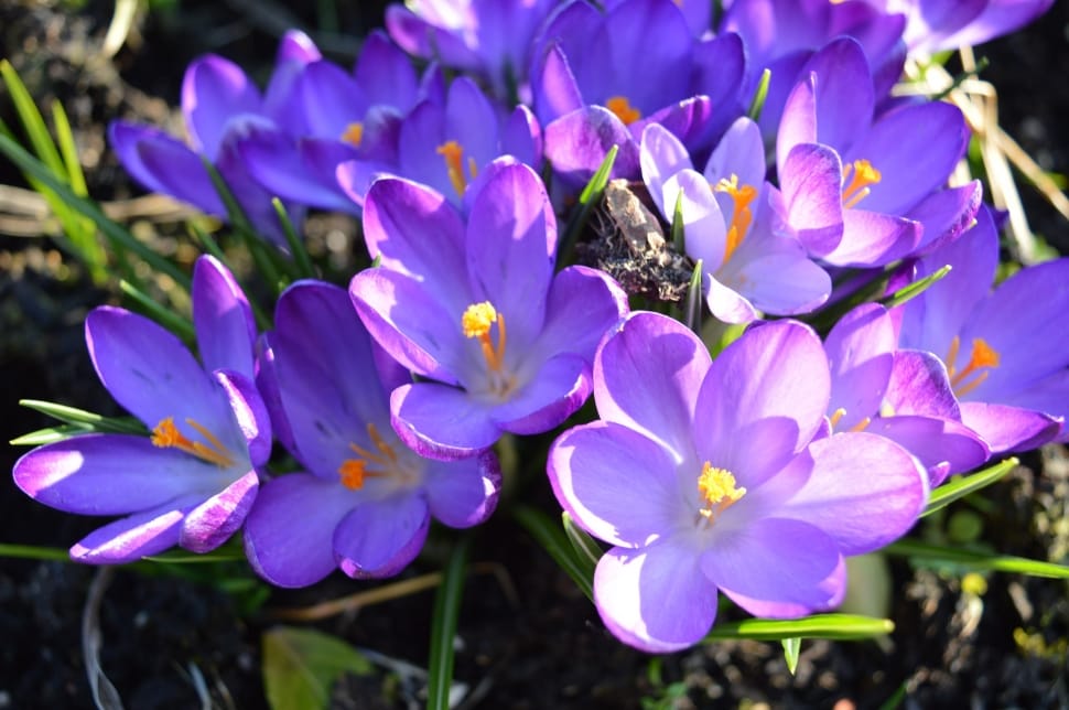 purple orchids preview