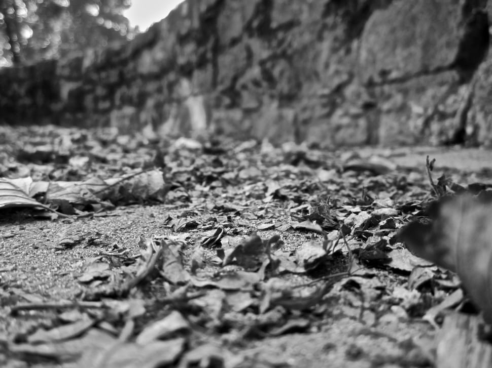 grayscale photography of leaves preview