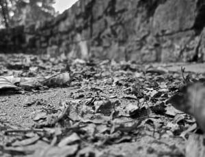 grayscale photography of leaves thumbnail