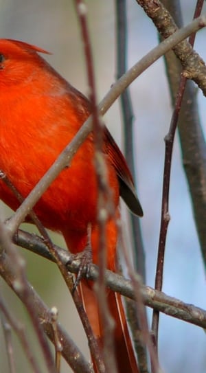 red bird thumbnail