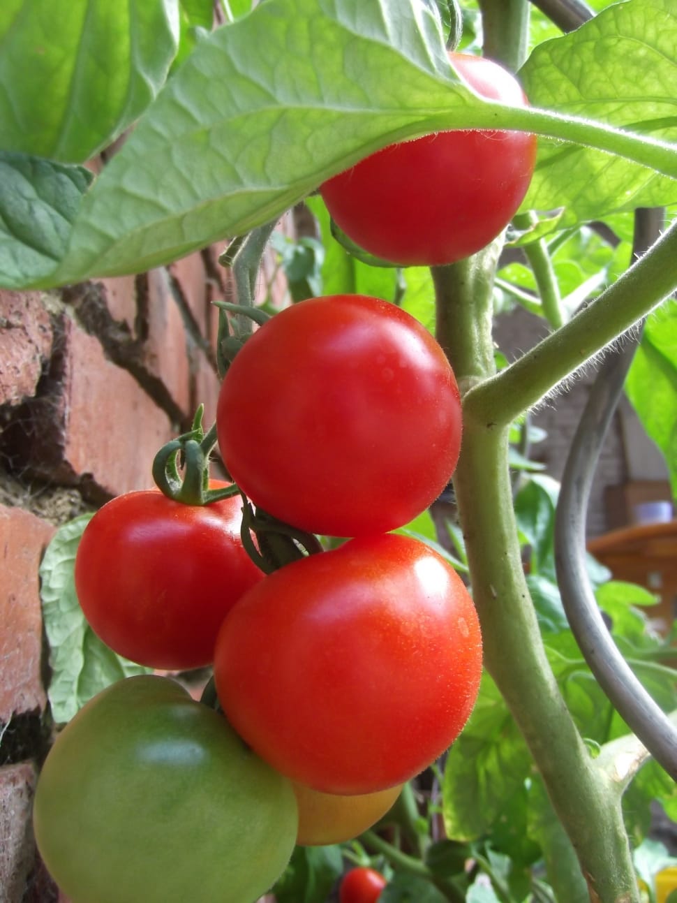 red tomatoes preview