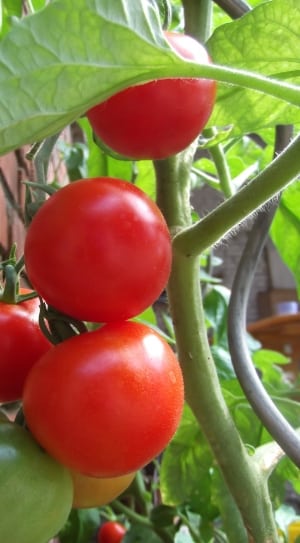 red tomatoes thumbnail