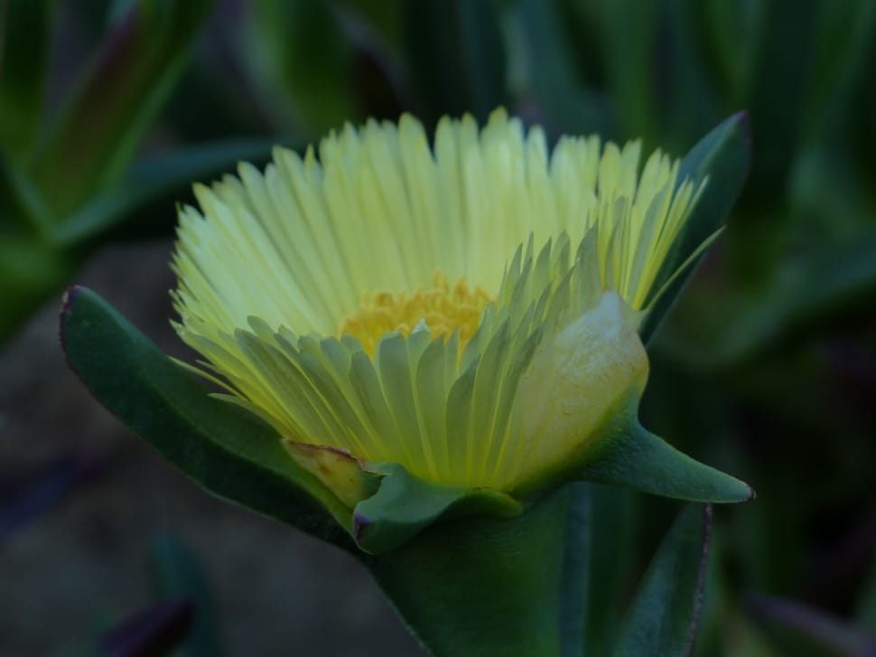 yellow shrubby ice plant flowers preview