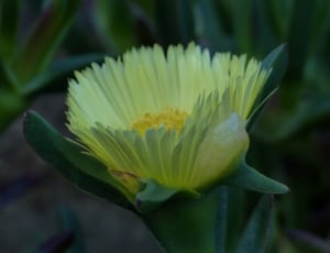 yellow shrubby ice plant flowers thumbnail