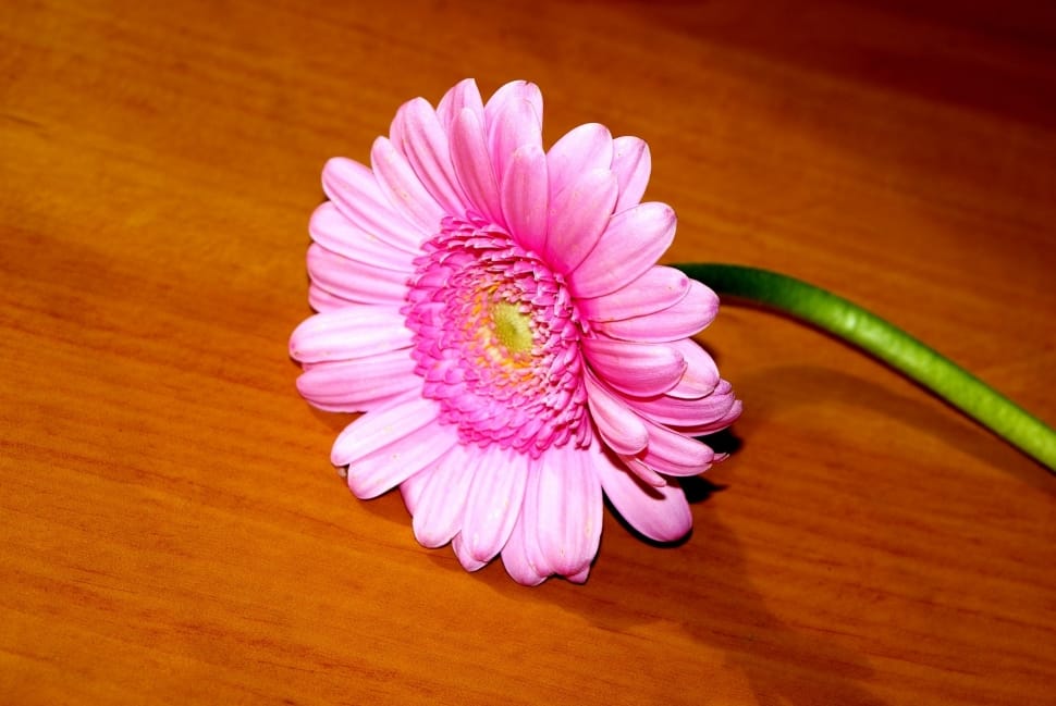 pink daisy flower preview