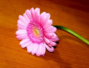 pink daisy flower thumbnail